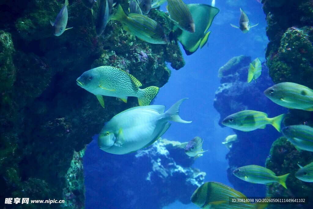海底鱼群畅游景象