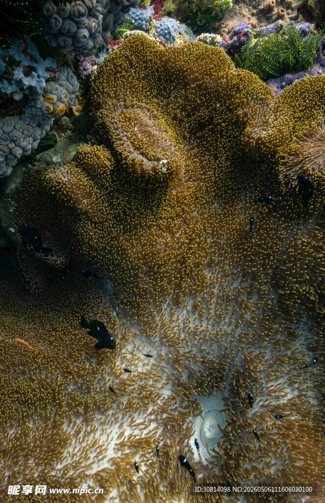 海底珊瑚景观