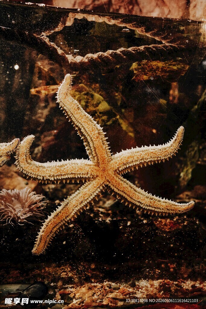 海星特写