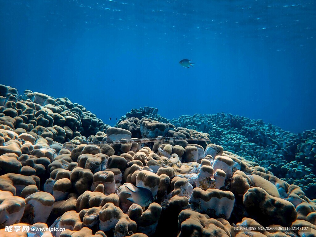 海底多彩珊瑚景观
