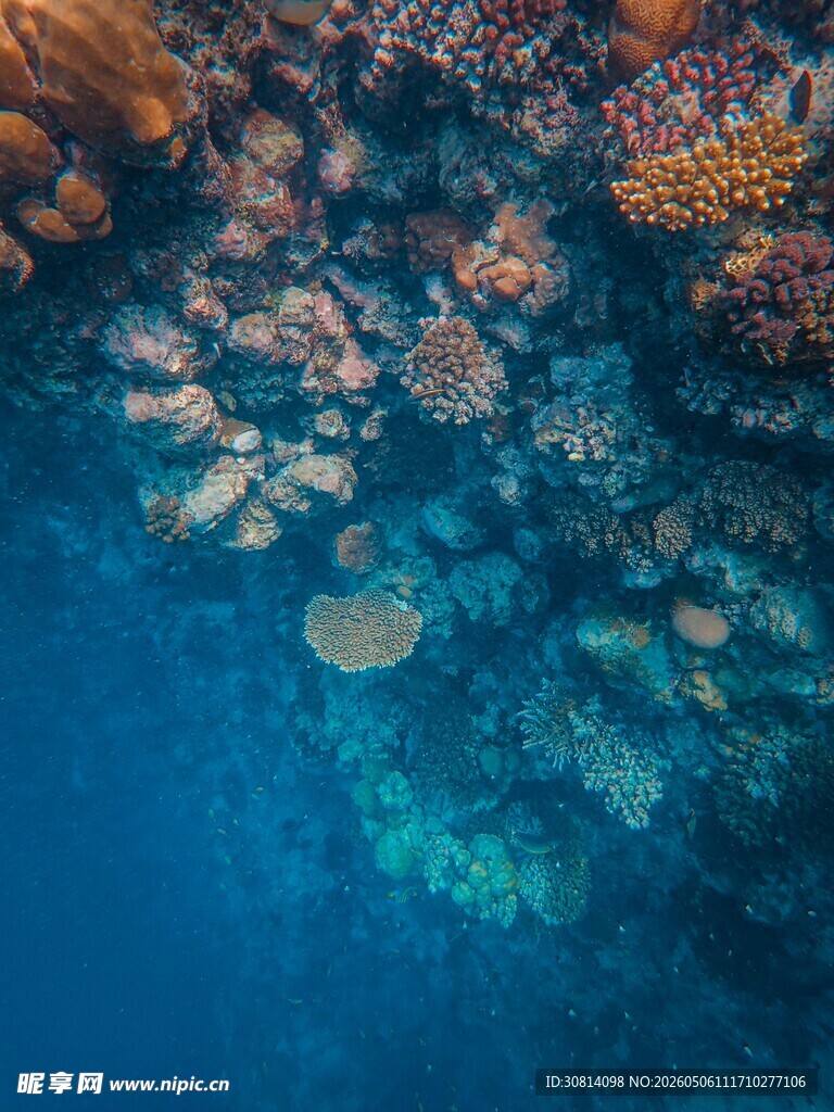 海底多彩珊瑚景观
