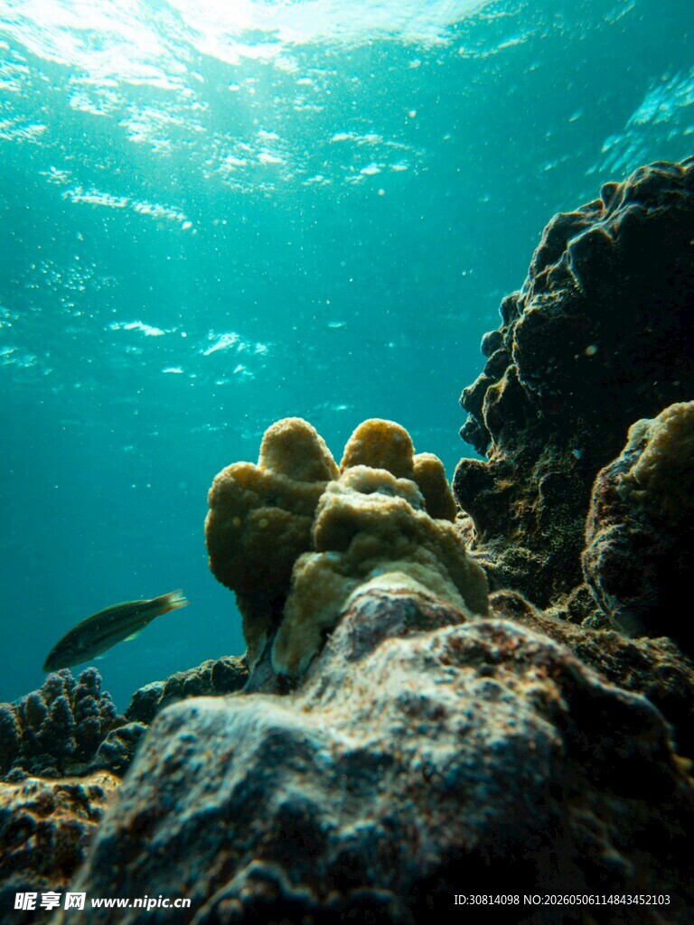 海底珊瑚景观