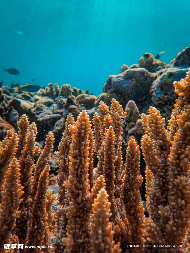 海底绚丽珊瑚景观