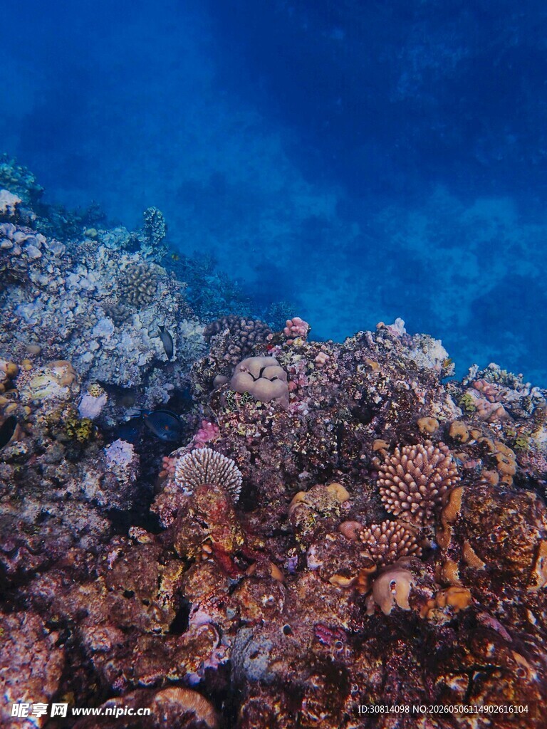 海底多彩珊瑚景观