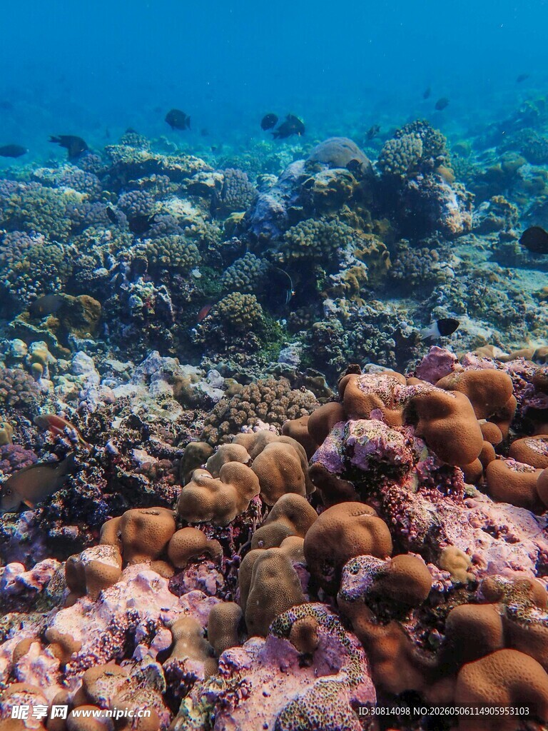 海底多彩珊瑚景观