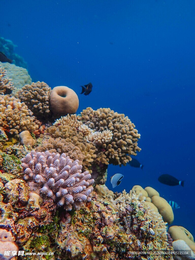 海底多彩珊瑚景观