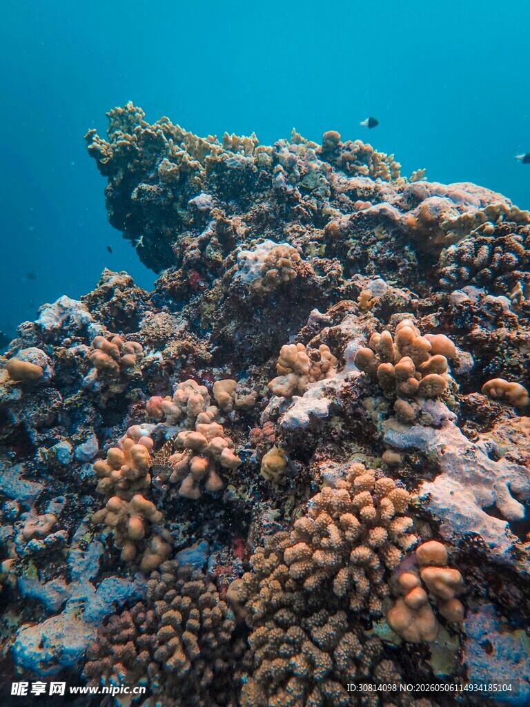 海底绚丽珊瑚景观
