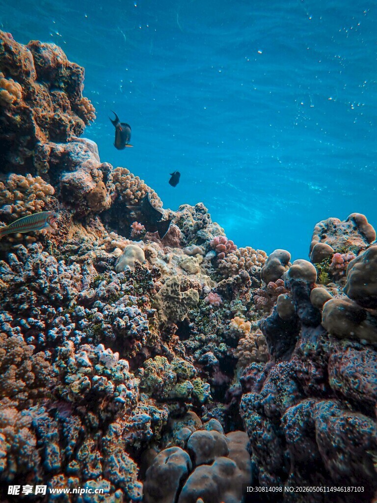 海底多彩珊瑚景观