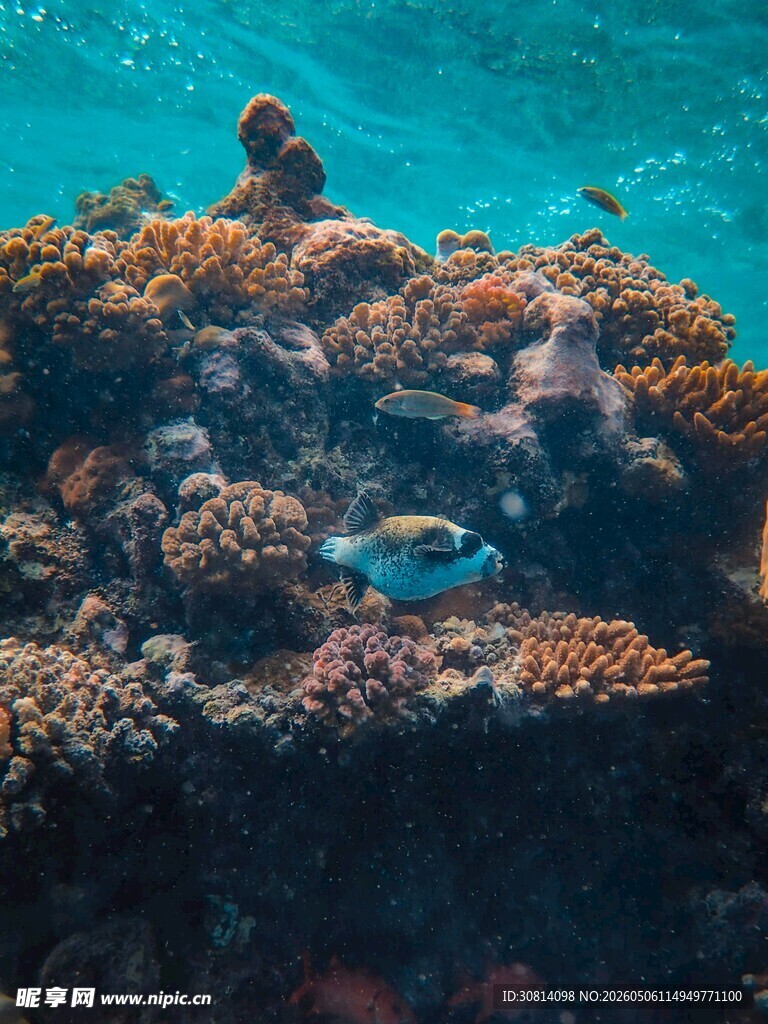 海底多彩珊瑚与游动小鱼