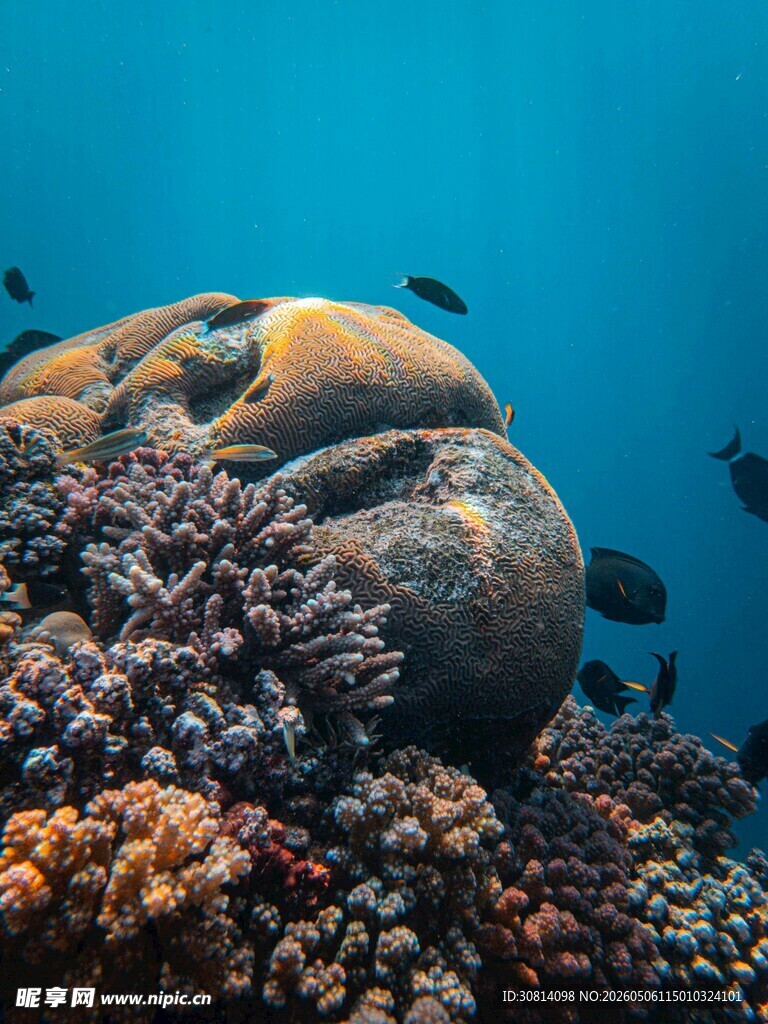 海底巨蚌与多彩珊瑚景观