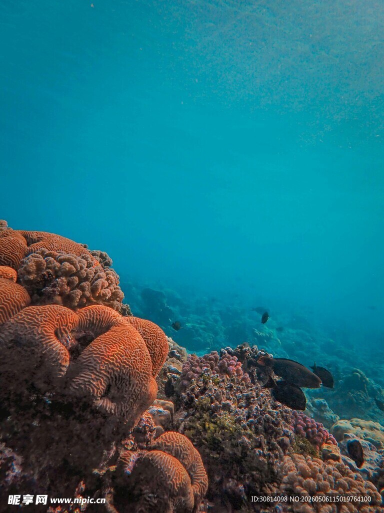 海底绚丽珊瑚景观