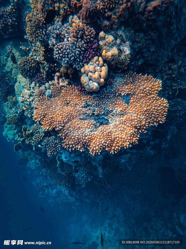 海底绚丽多彩的珊瑚景观