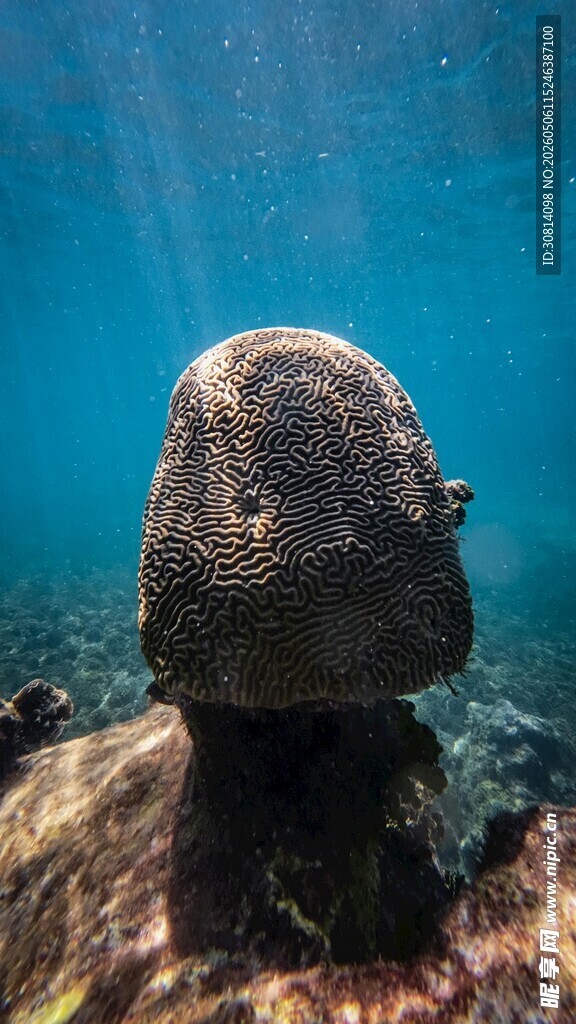 海底神秘蘑菇状海洋生物