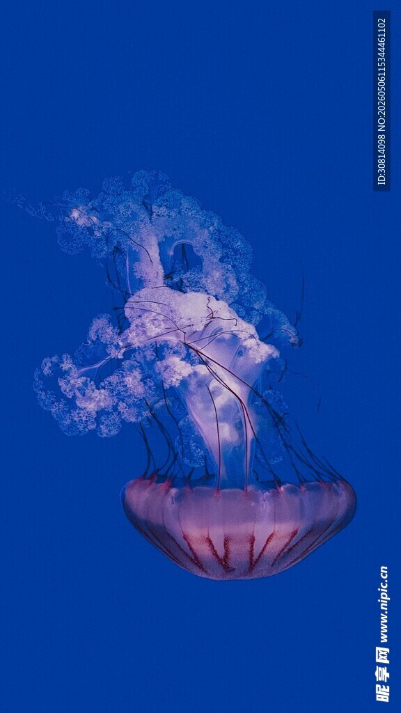 梦幻水母在蓝水中飘逸