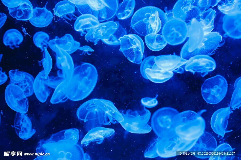 梦幻蓝色水母群