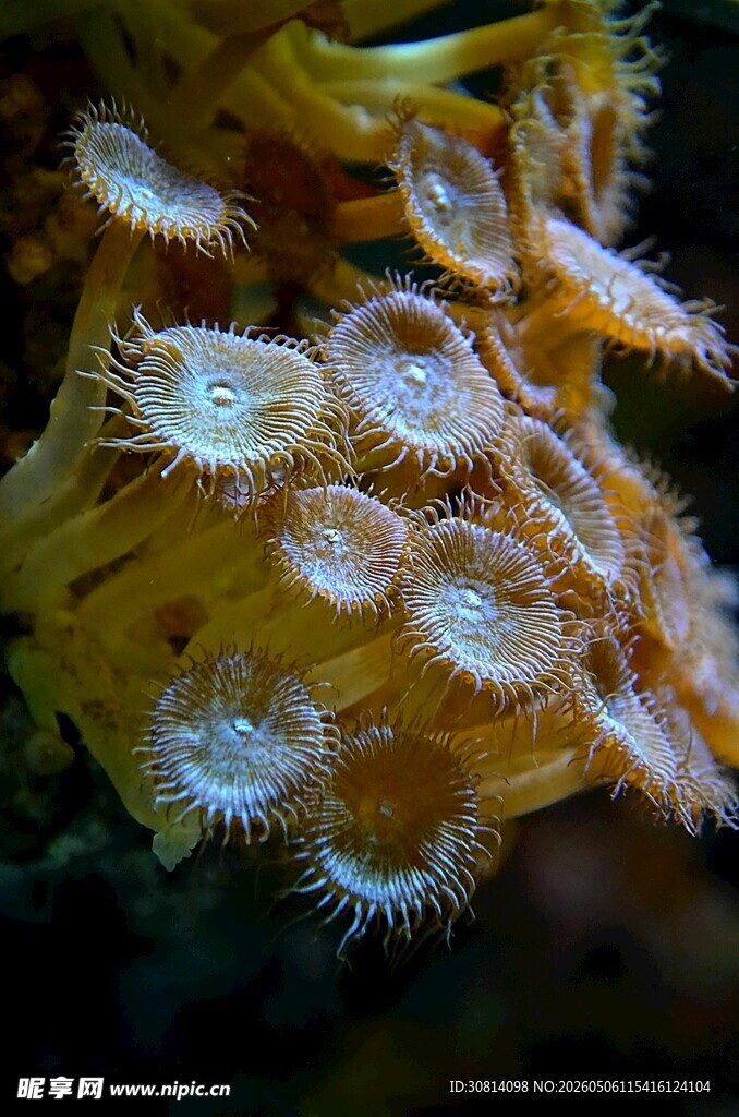 海底奇妙的海葵生物