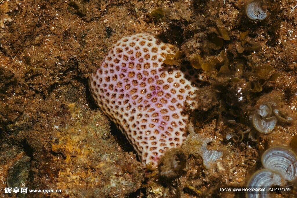 海底粉色斑点海星