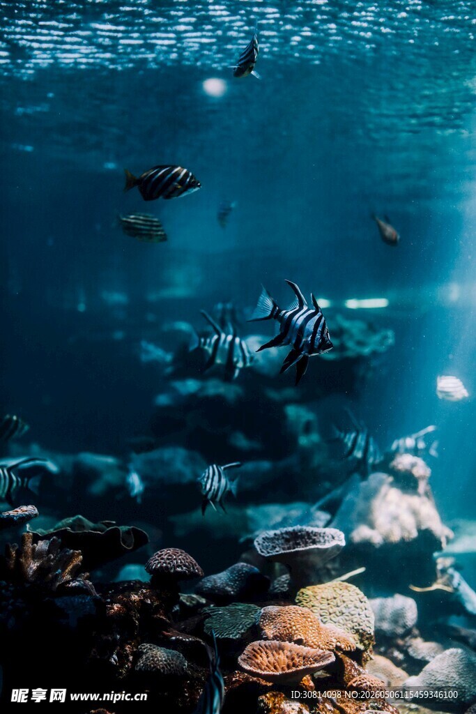 海底奇妙景象