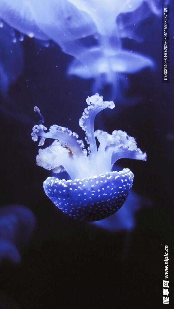 梦幻蓝光下的海中生物