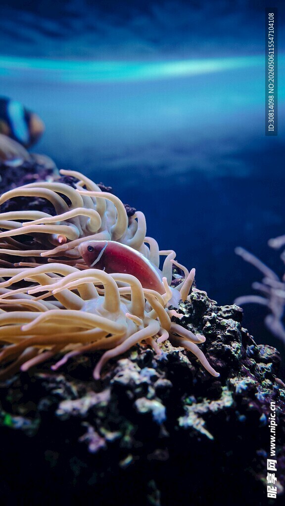 深海奇妙生物景观
