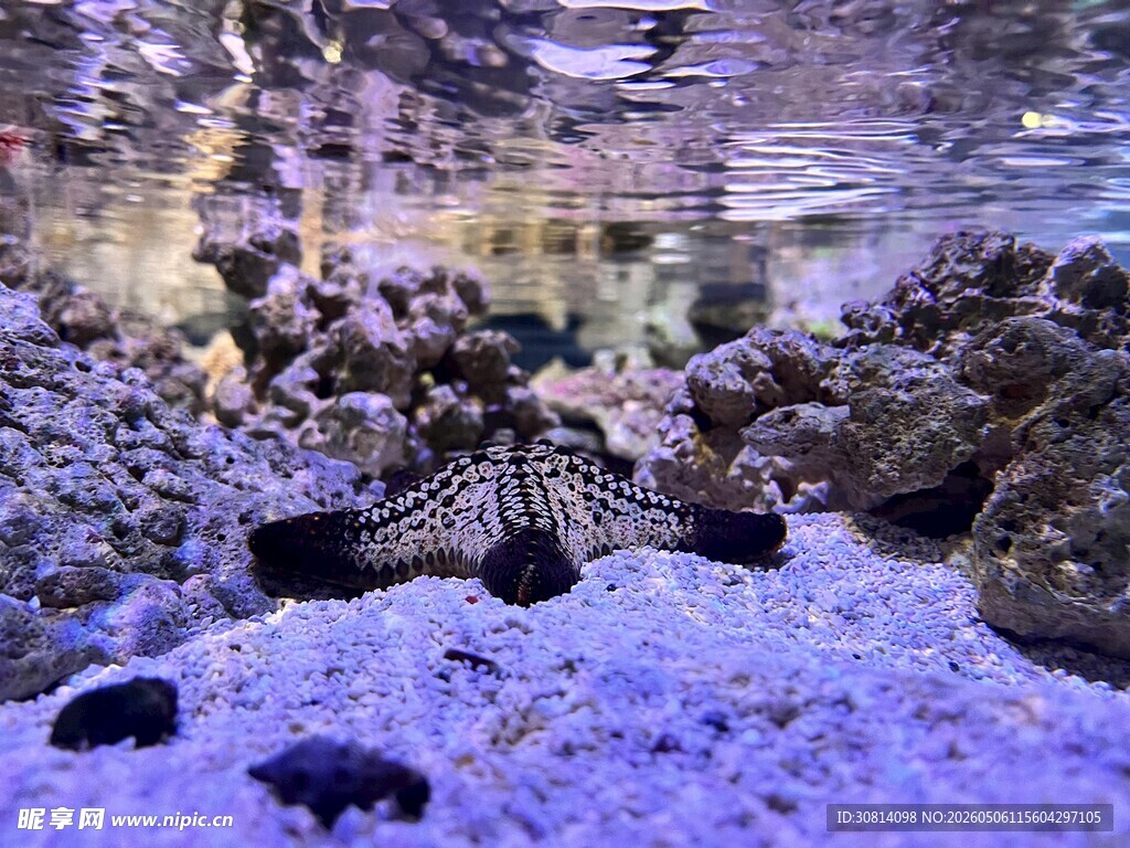 梦幻海底珊瑚礁景观
