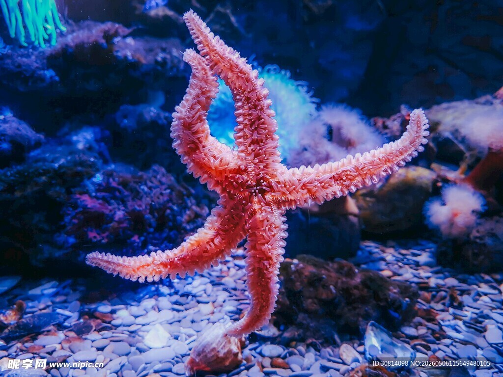 水中的红色海星