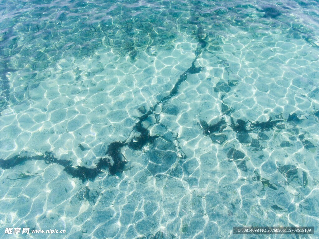 清澈海水中的黑色海草