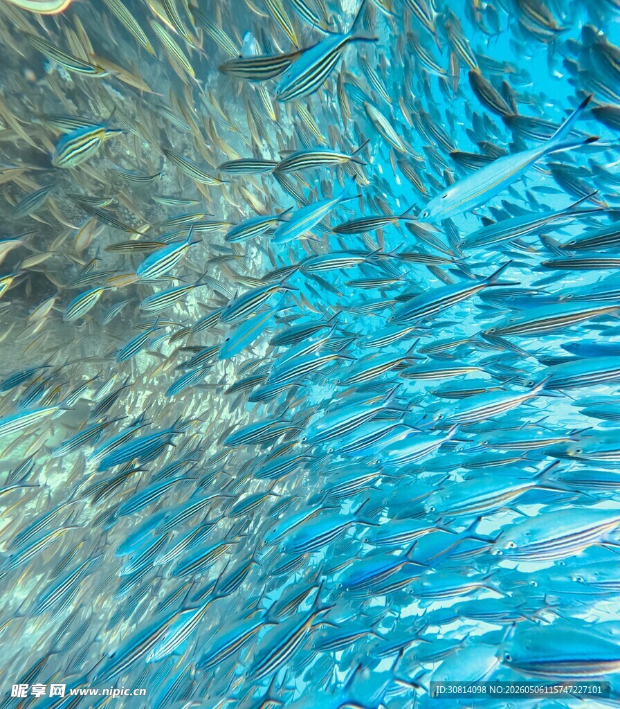 海洋鱼群