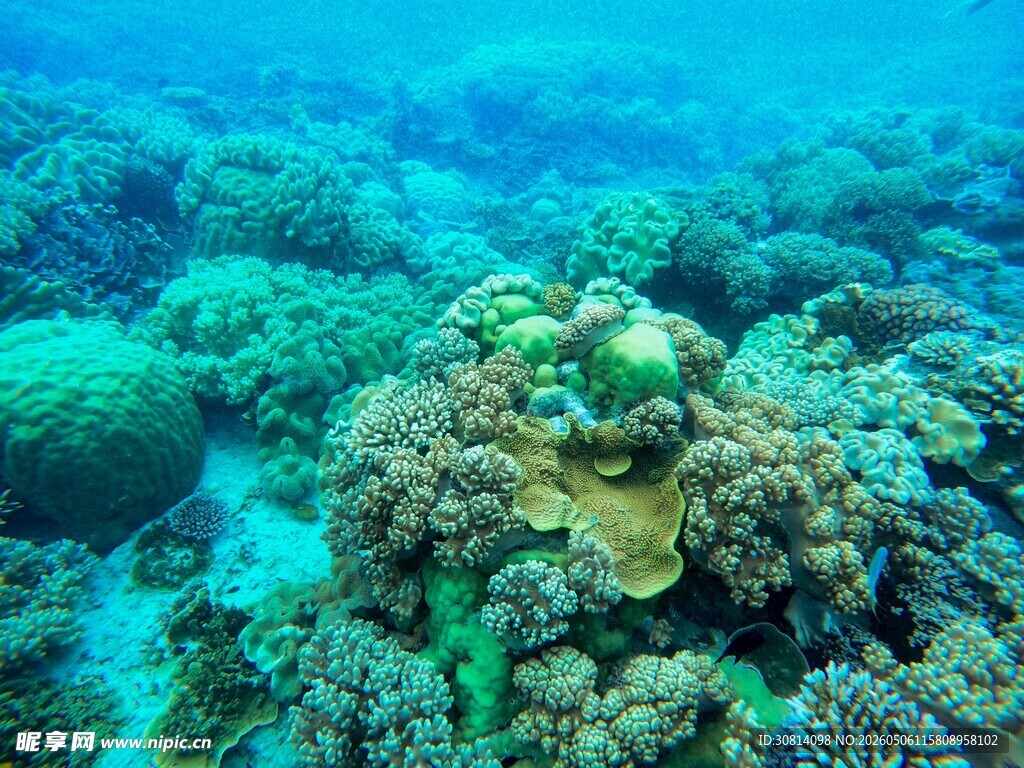 海底多彩珊瑚景观