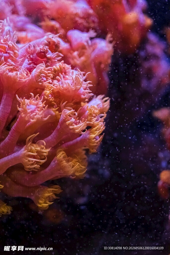 绚丽多彩的海底珊瑚
