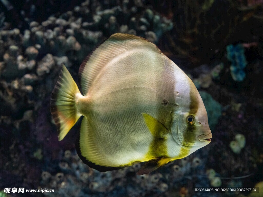 海洋中的美丽蝴蝶鱼
