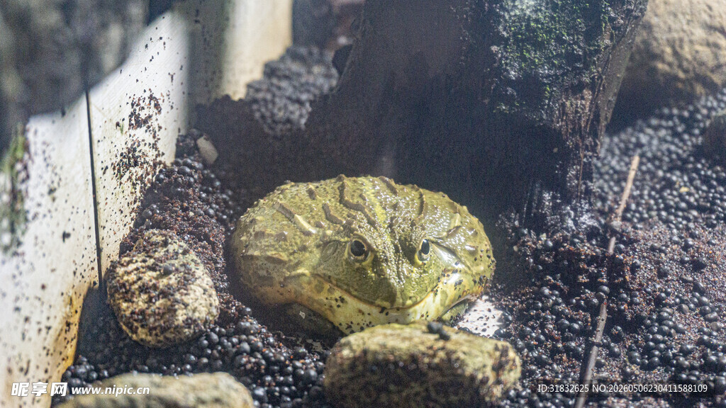 非洲牛蛙