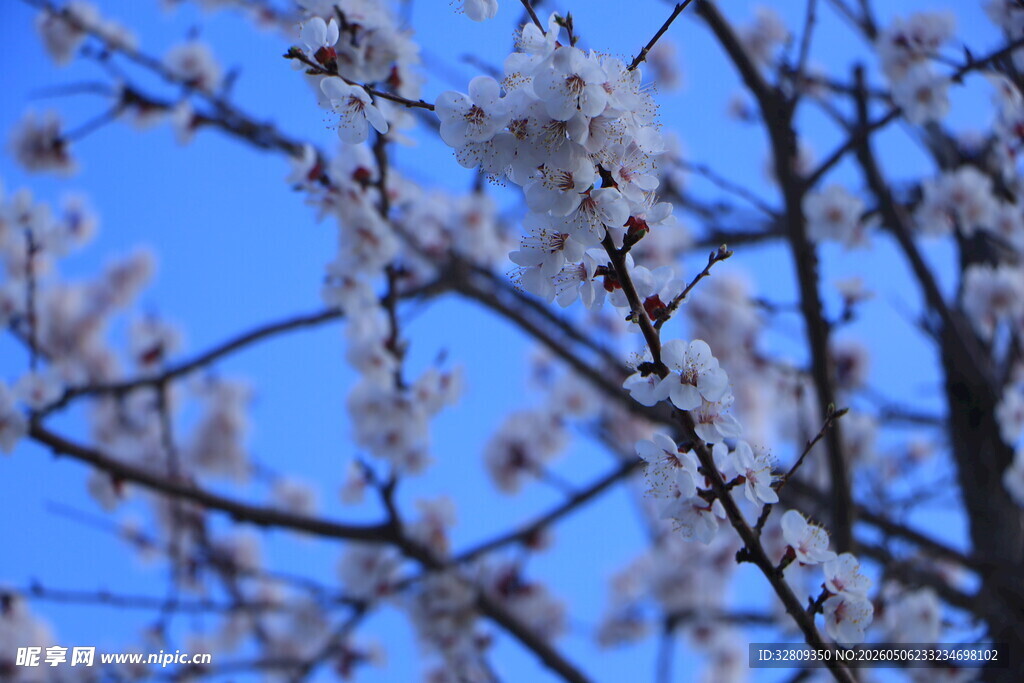 伊犁杏花 