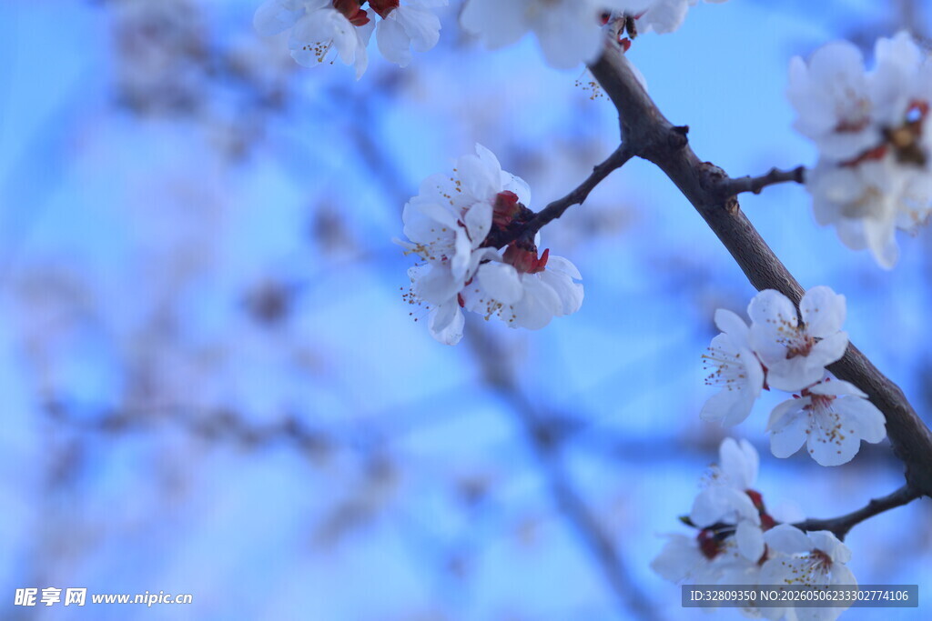 樱花林 杏花 