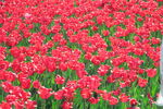 郁金香花田