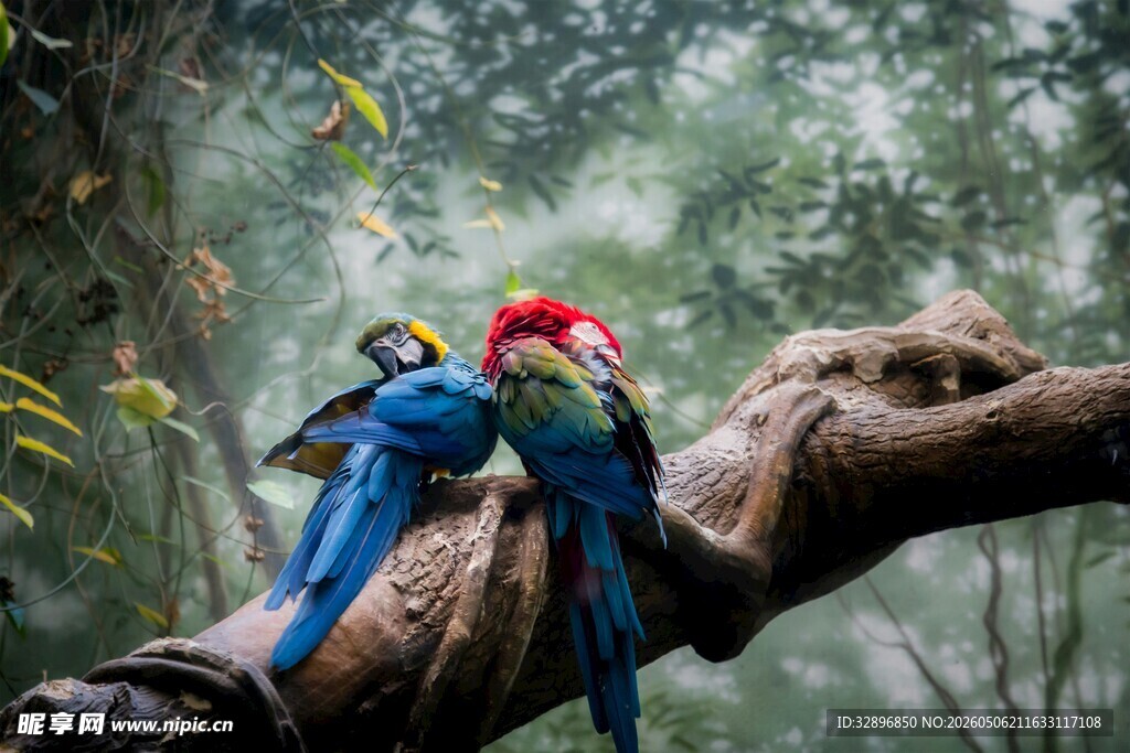 树枝上的多彩鹦鹉