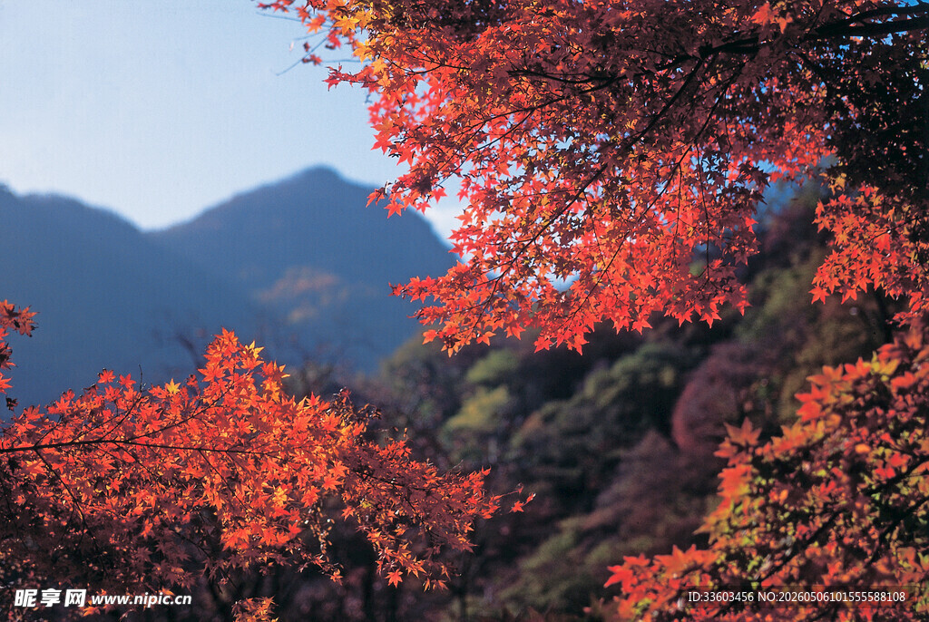 秋日红叶映远山