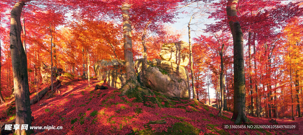 秋日红叶林美景