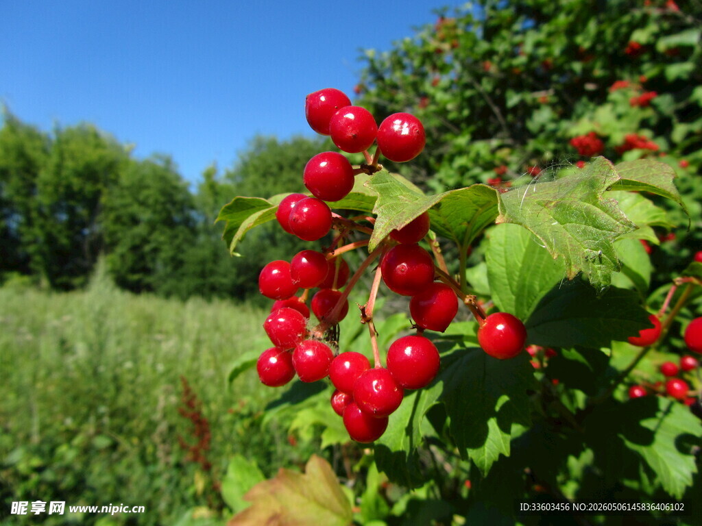 枝头红果