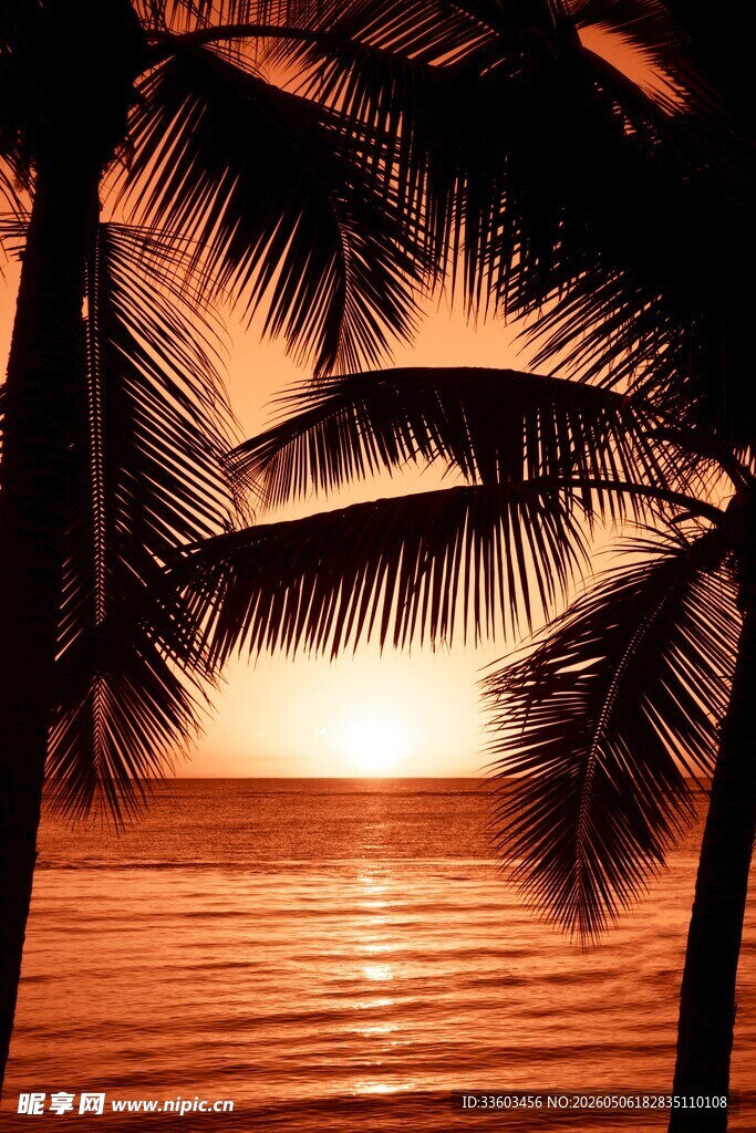 夕阳下的椰树海景
