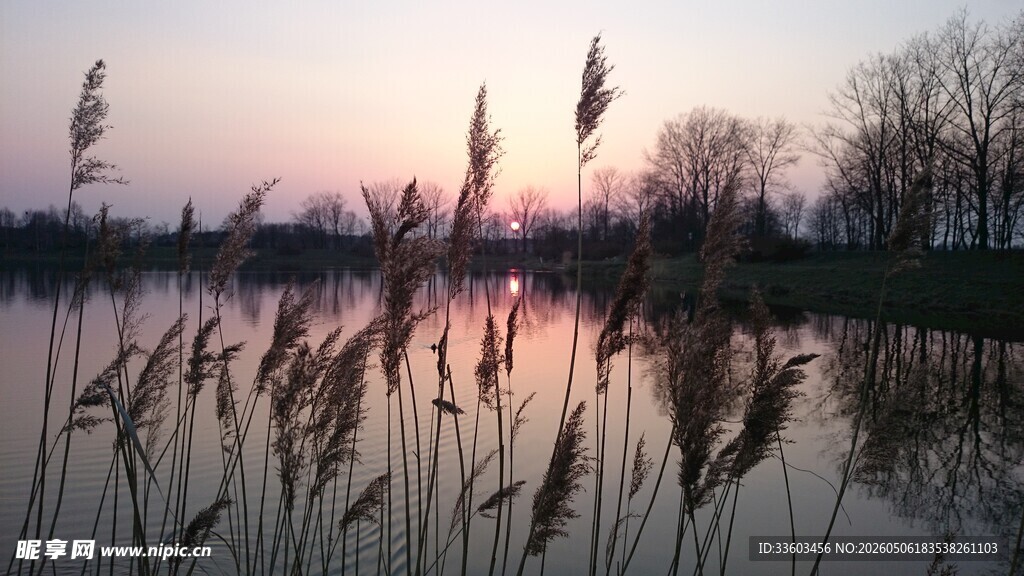 湖畔夕阳下的芦苇美景