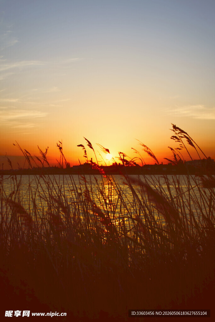 夕阳下的芦苇荡美景