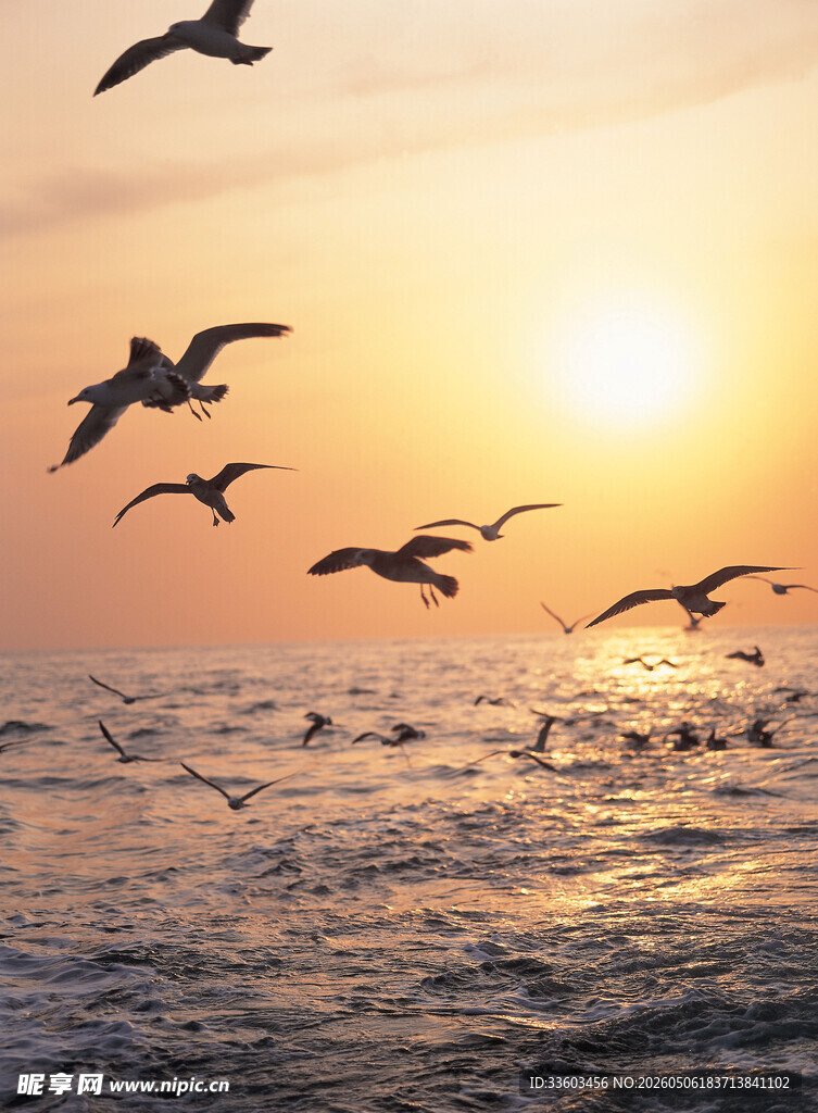 夕阳下海鸥翱翔于海面
