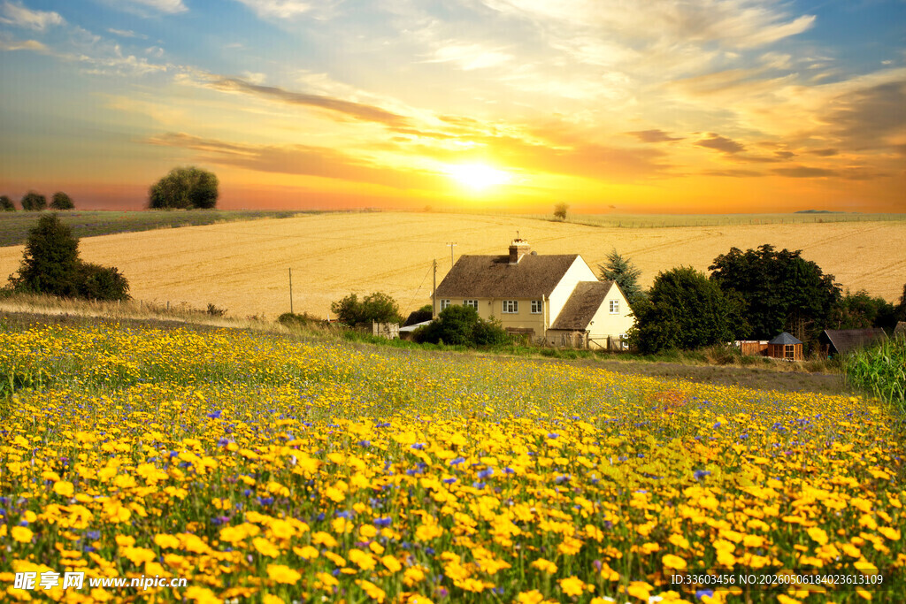 夕阳下的金黄花海与小屋