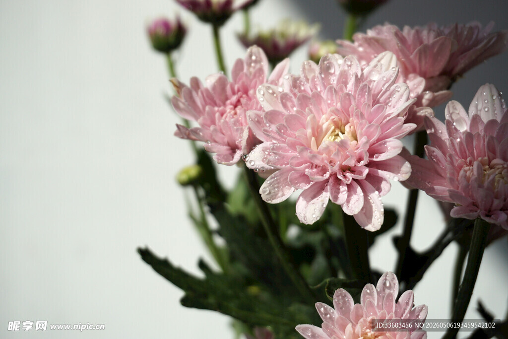 粉色菊花特写