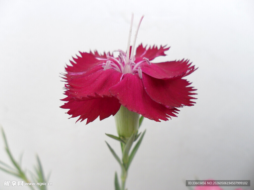鲜艳玫红色石竹花特写