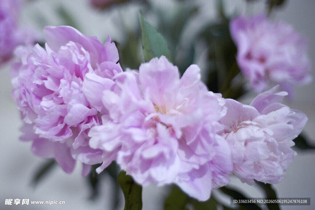 淡紫色芍药花特写