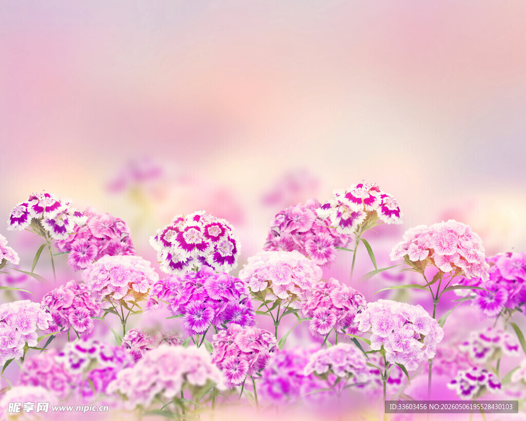 梦幻粉紫花卉美景