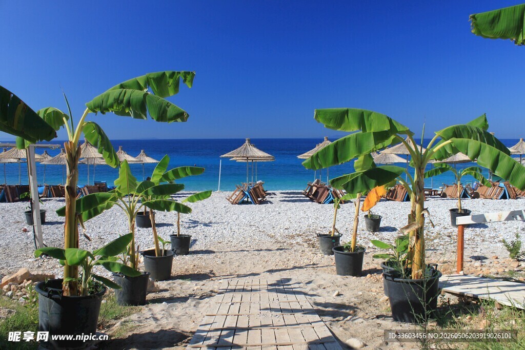 热带海滩边的绿植景观