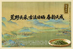 白茶 荒野头采